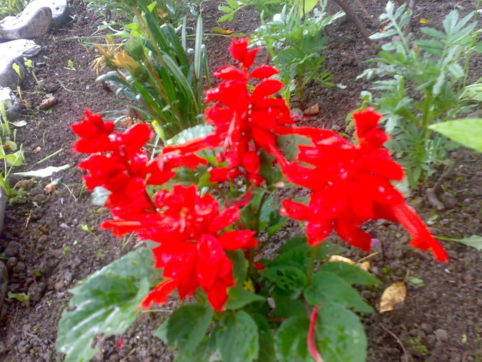 salvie rosie de gradina - Florile din gradina mea - 2009