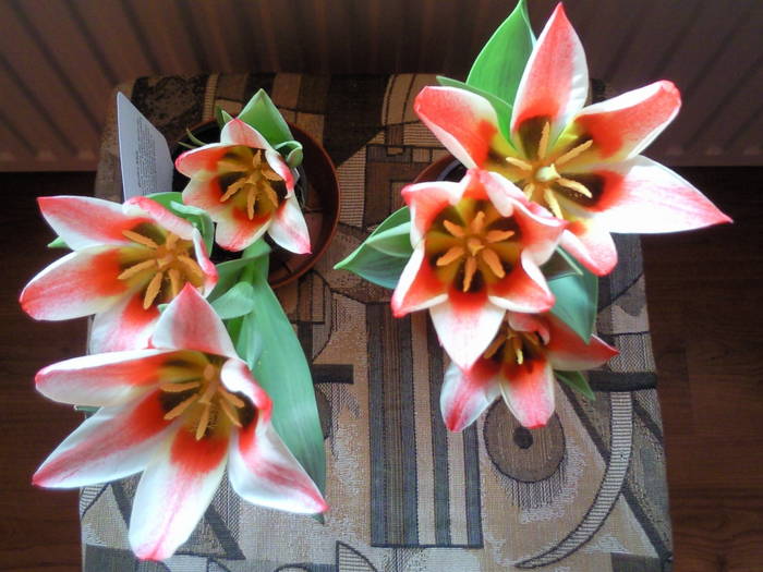 lalele inflorite martie 09 - Plante primavaratice