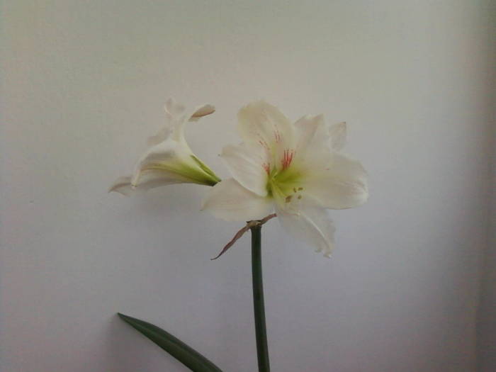Copy of Fotografii-0025