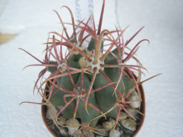 Ferocactus nr. 4