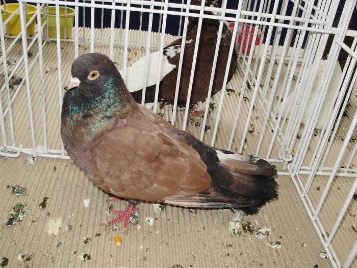 orbetean 9 - 1506 2 porumbei rz