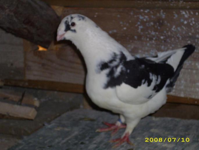 femela 2006 - porumbei voiajori americani si standard romanesc