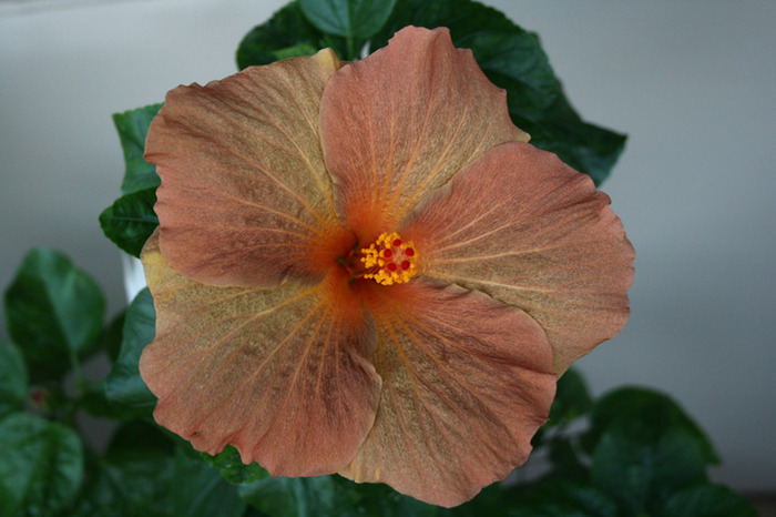 Hibiscus Topaz Glory - plante 2009