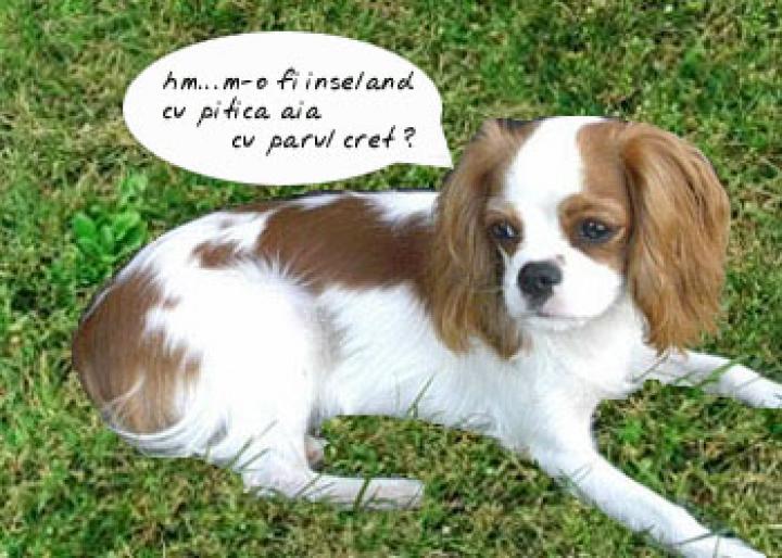 ai115353n364556 - animale si flori