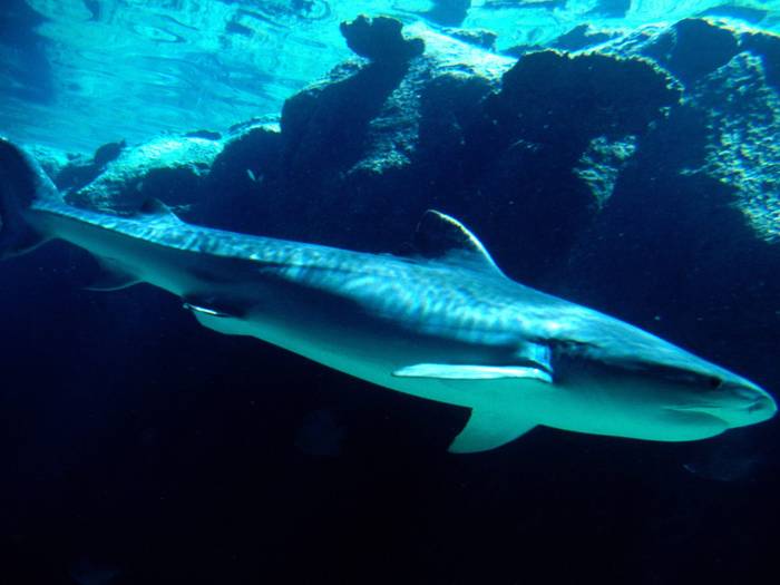 Shark, Bahamas z1