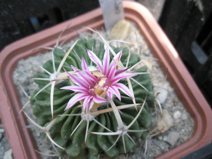 Echinofossulo zacatecasensis - flori - Echinofossulocactus