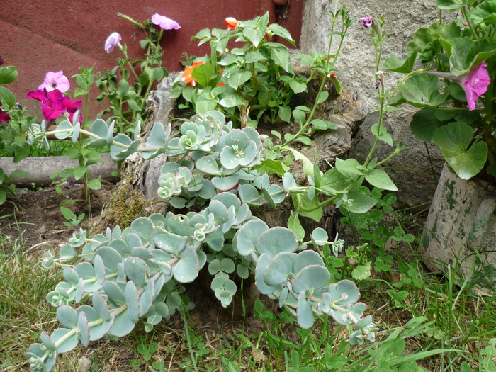 P1000276 - plante flori 2009
