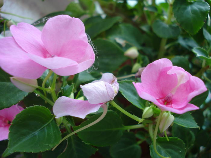 DSC02965 - FLOWERS PINK AND WHITE