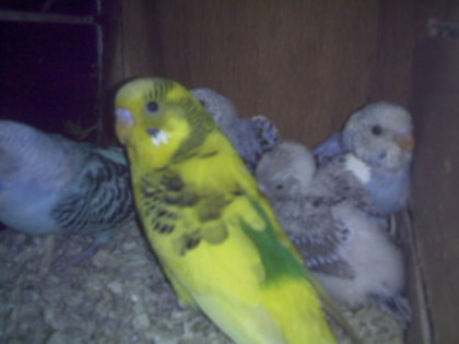 Image_00246; alti pui mari
