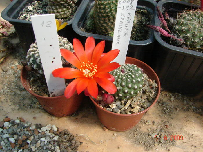 DSC05964