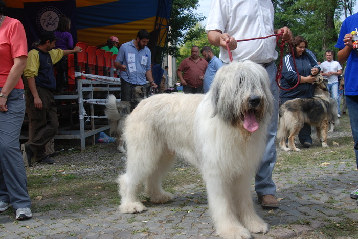 DSC_0211 - Concurs international de frumustete canina 2009 TgMures