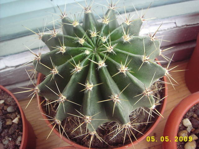 Echinopsis - Echinopsis