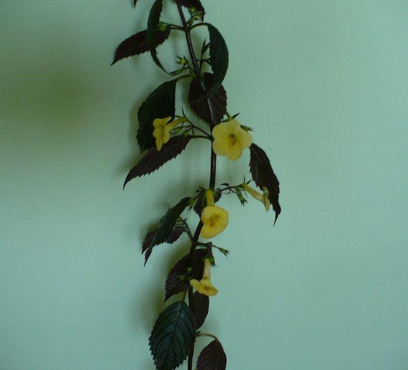 P1160552