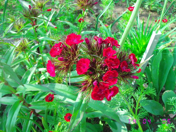 Garofite turcesti rosii