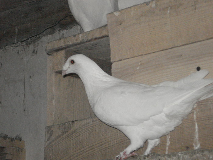 DSC03320 - 2 Voiajori albi de frumusete