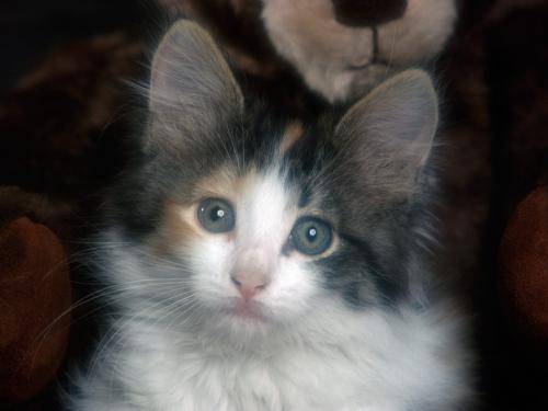 Kitten Poze Pisici Imagini Pisicute Wallpapers - pisici