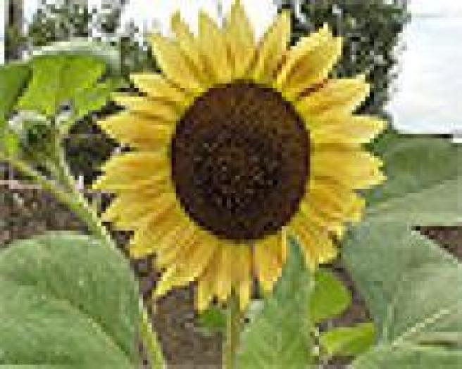 NSZLLSWUEADRSAFWAGL - flori