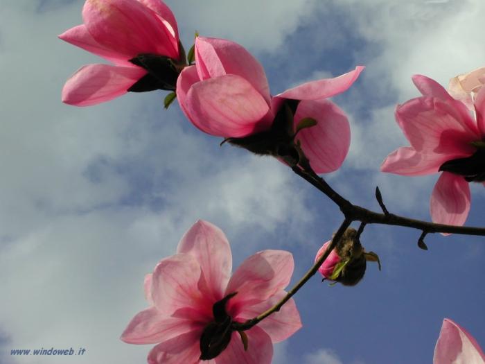 foto_primavera_305 - poze flori