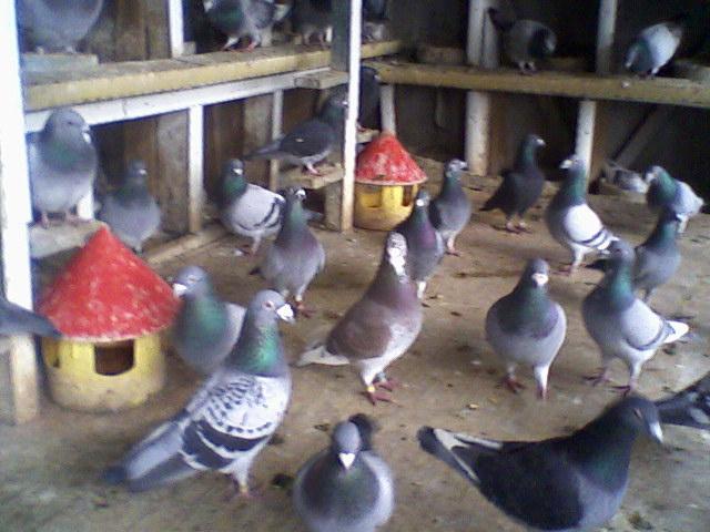 Fotografii-0012 - Porumbeii mei calatori