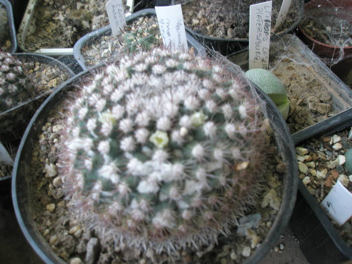 P7170033 - Mangalia - 17-19 iulie 2009