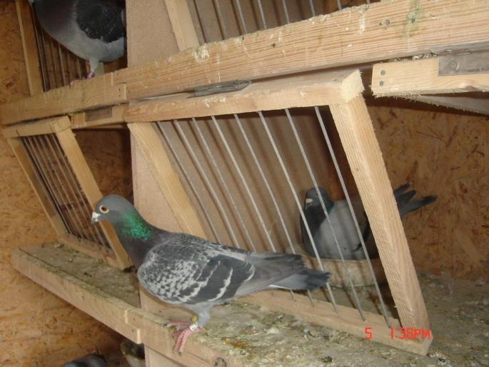 Picture 400 - porumbeii unui prieten