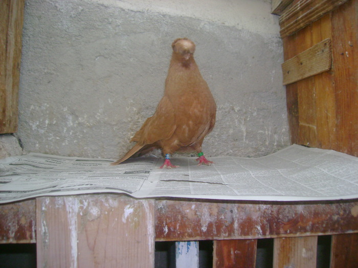 pozedecembrie 2009 142