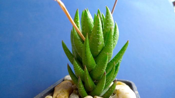 Haworthia  coarctata fma. greenii - Haworthia - Gasteria