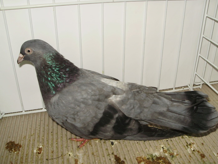 utaciki 1 - 1509 str 3