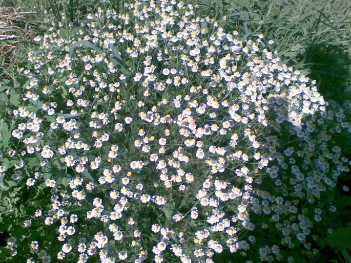 29052008(001)