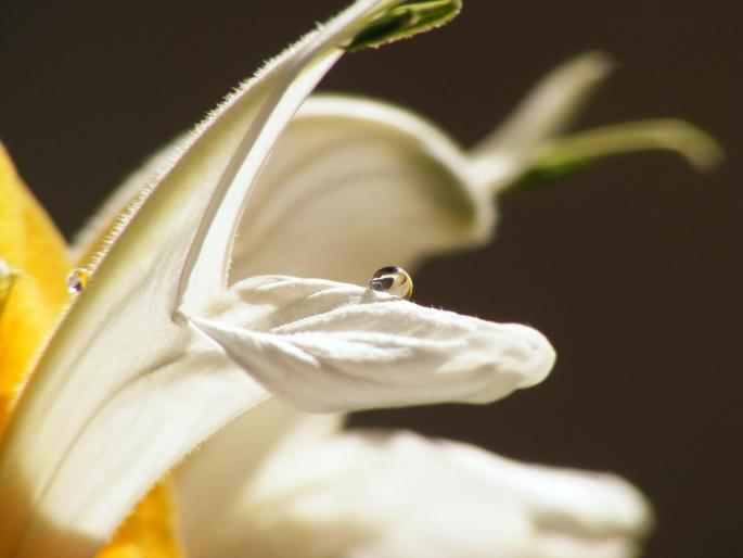 DSCF1742 - Pachistachis Lutea - The flower - EVOLUTION