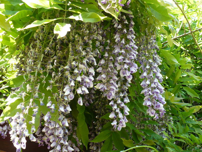 P1120117 - Herastrau 2009 mai 10