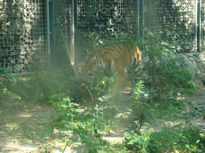 DSC05086 - Budapesta august 2008 Gradina Zoo