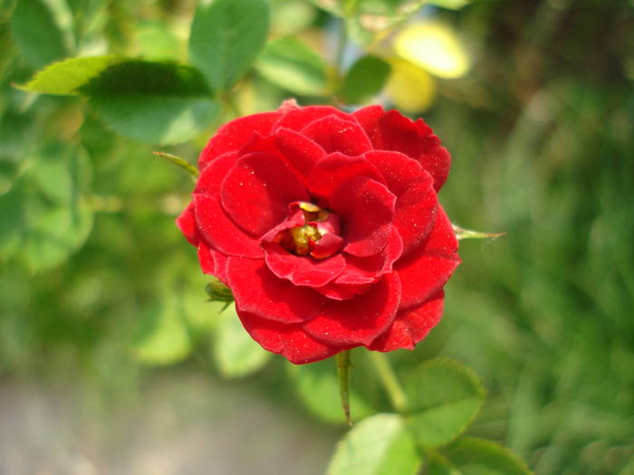 Miniature rose True Love, 18may09 - True Love miniature rose
