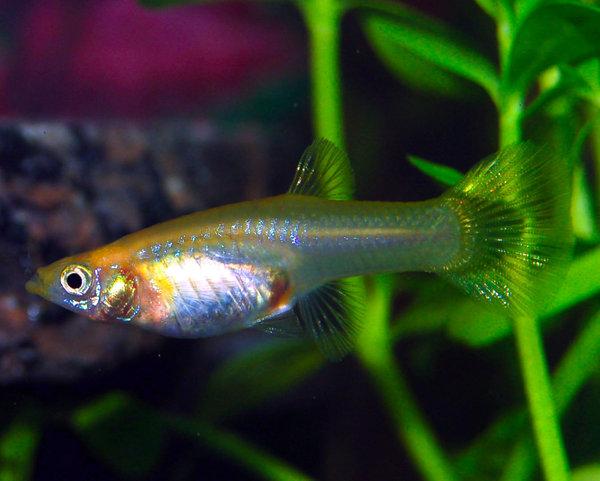 Poecilia%20Reticulata%205