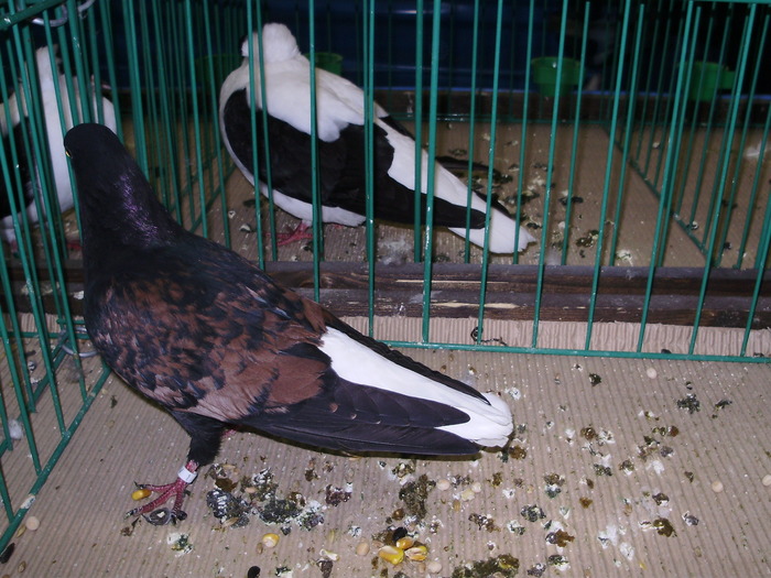 9506 ca 0 - 1507 partea 4