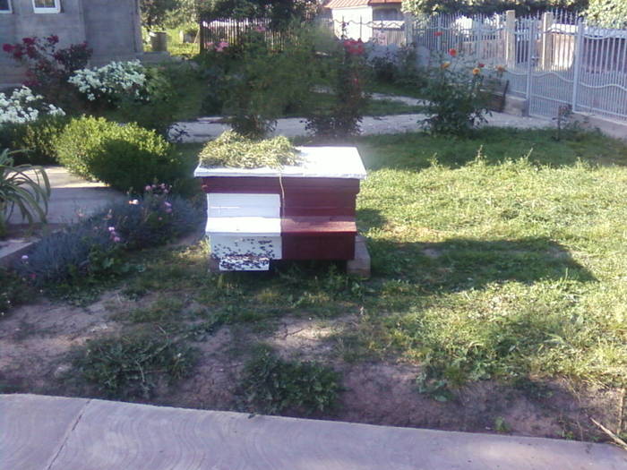 Fotografii-0038 - apicultura