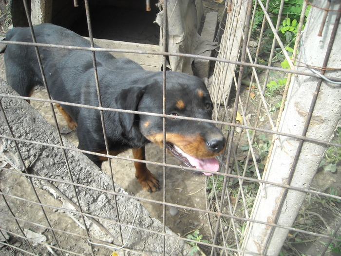 micul rottweiler - cainele meu printesa