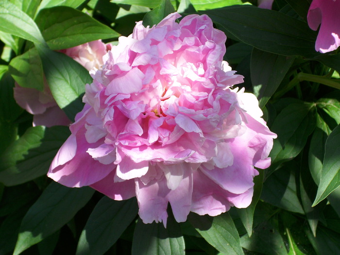 DSCI0900 - flori din gradina mea