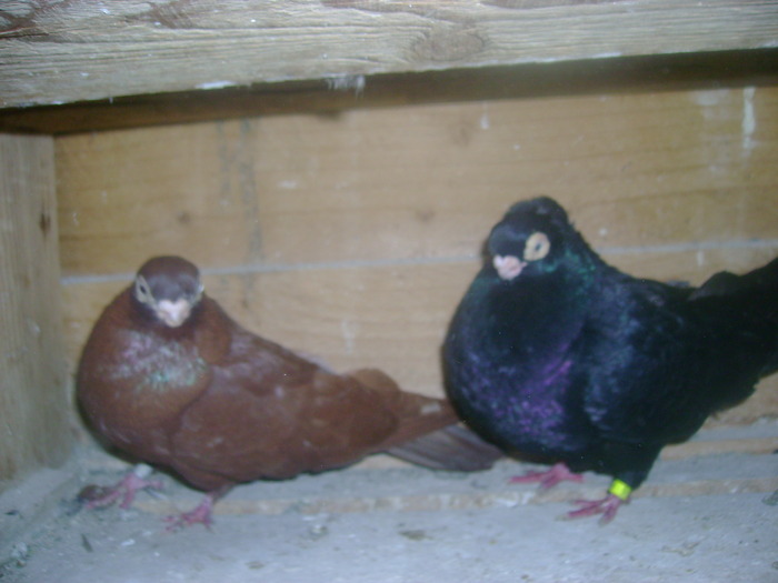 pozedecembrie 2009 117