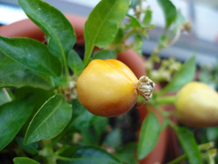 Brazilian Rainbow Pepper (2009, June 02)