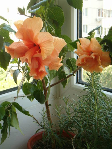 7-06 001 - hibiscus