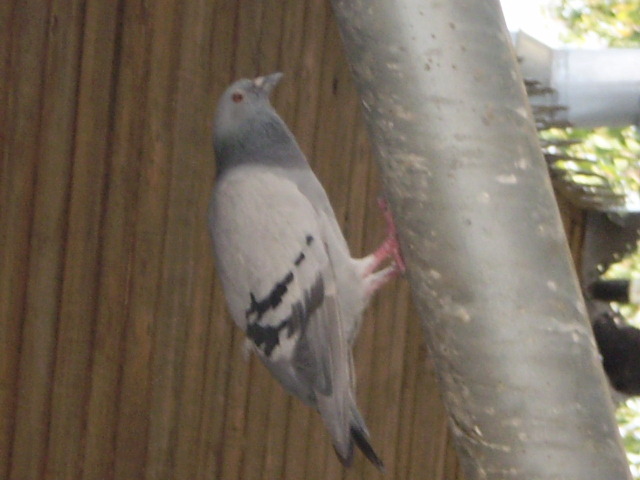 P1010022; stateam ascuns..k sa nu ma prinda uliu :))
