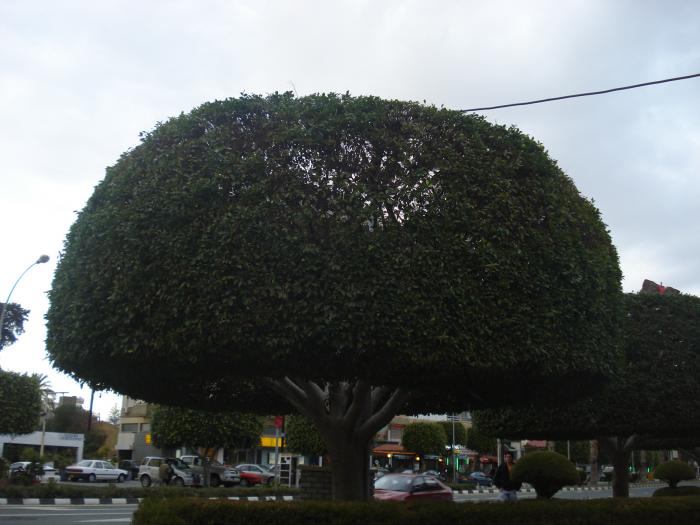 Picture 302; Limasol
