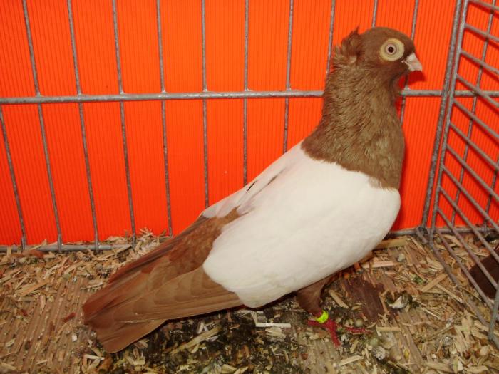 18304 bp.i tukros keringo 1 - 1505 partea 9a