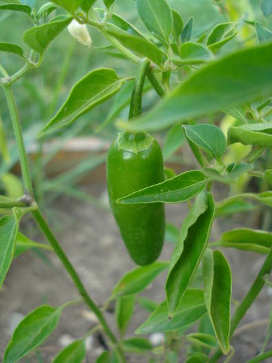 Serrano Tampiqueno (2009, Aug.04) - Serrano Tampiqueno Pepper