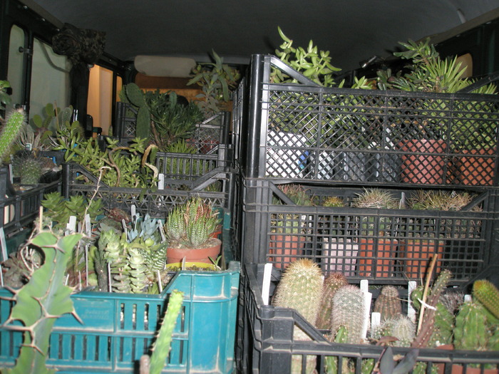 inainte de plecare 31.10 - cactusi la iernat 2009-2010