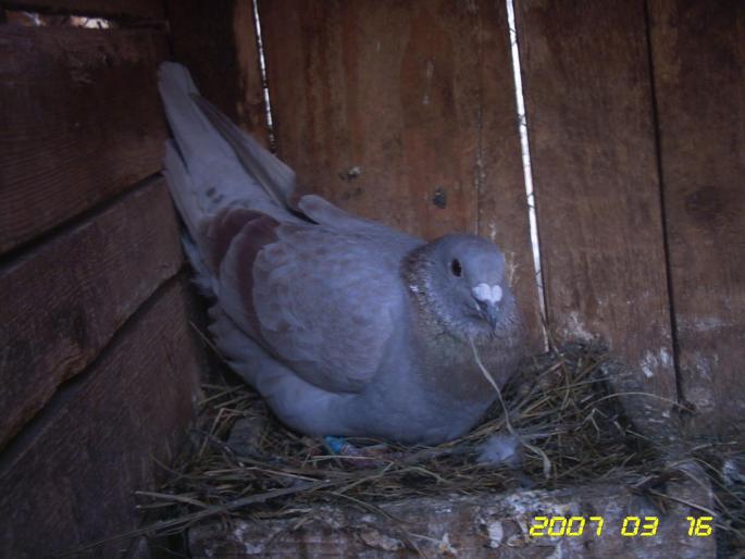 Porumbeii mei 246 - batrani