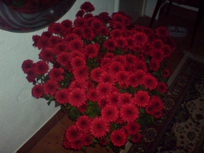  - Plantele mele 2009-2010
