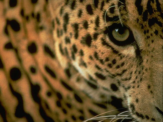 leopard4