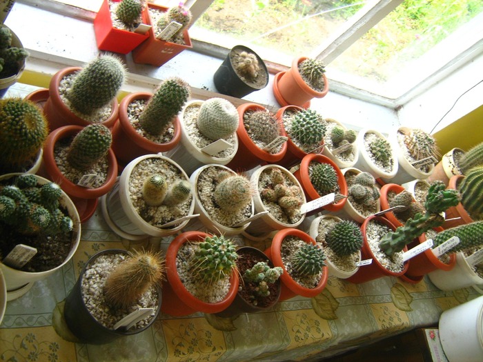 Picture 615; cactusii
